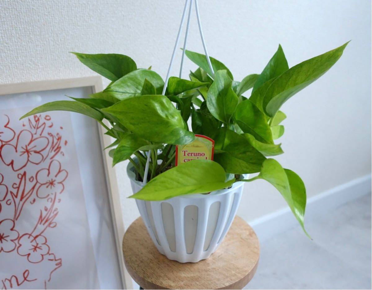  pothos teruno car ni bar decorative plant hanging lowering hanging 