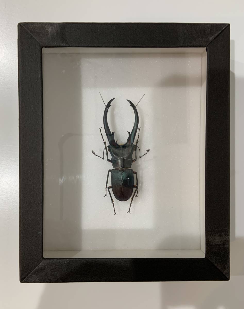 昆虫標本箱　ブラック　インテリア　ガラス　収納　ディスプレイボックス　BOX　黒　ケース