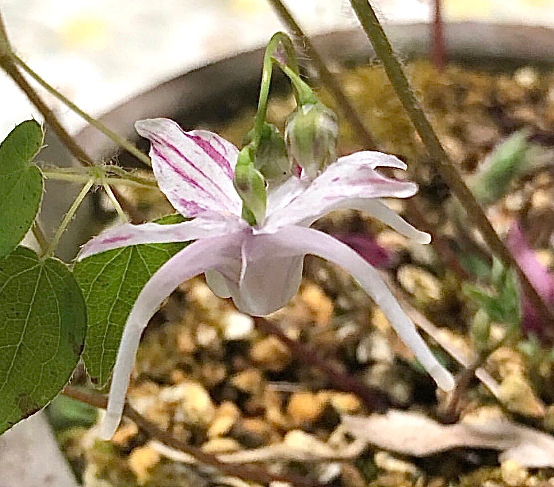 -G93- イカリソウ ‘前田錦‘【絞り花・花芽付き】 011304_開花見本