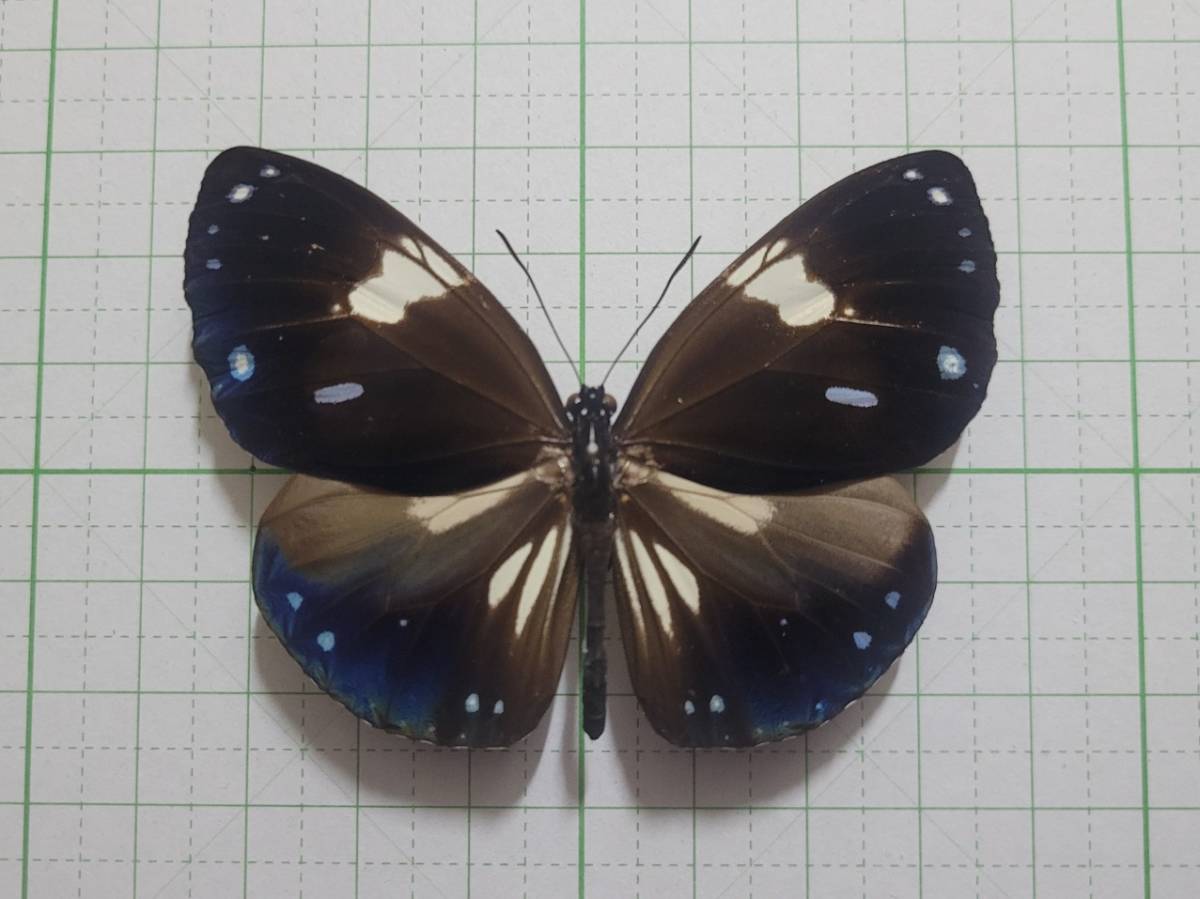 蝶標本。シロモンルリマダラ。西ジャワ産_画像1