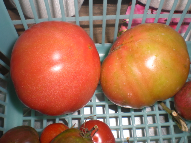 ポンデローザトマト　生食用大玉トマト　20粒　格安送料無料_画像1