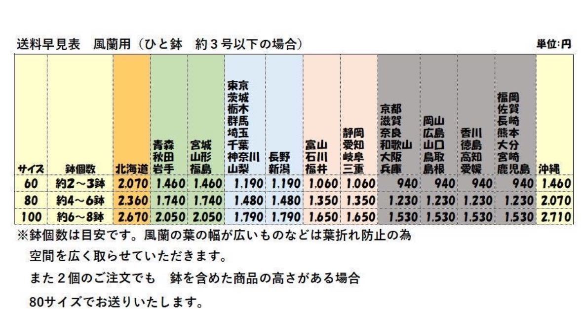 風蘭　富貴蘭　「姫青海」　No.263 /鉢植え/セッコク/山野草/蘭/フウラン/観葉植物_画像4