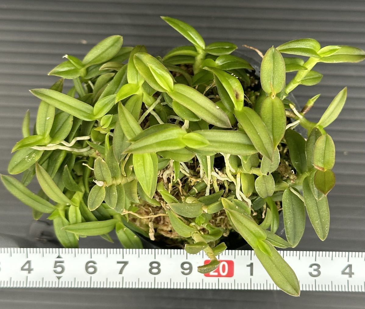 Epidendrum Porpax エピデンドラム　ポーパックス　花は見本です。　No.3 洋蘭/蘭/着生ラン/コルク/テラリウム素材/山野草_画像2