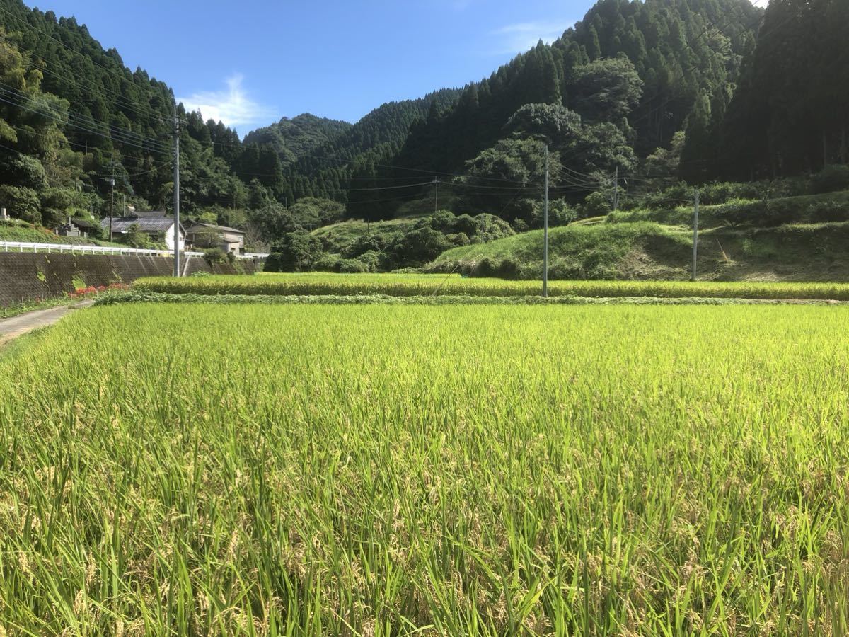 令和5年熊本山都町産ヒノヒカリ5kg 玄米_画像3