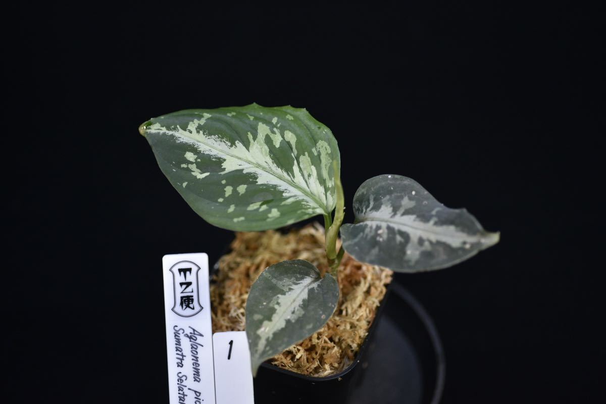 1. Aglaonema pictum Sumatra Selatan T-120723-SD-3 アグラオネマ　熱帯植物　ワイルド採集株_画像1