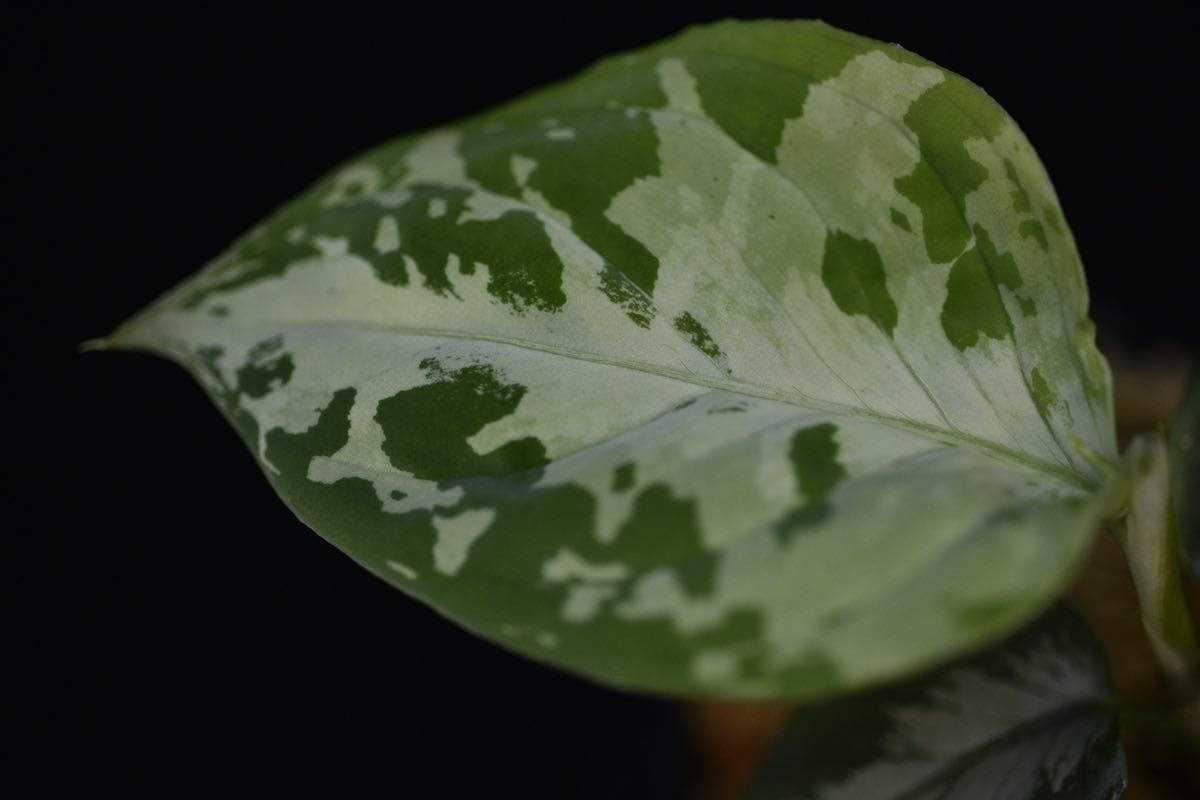 2. Aglaonema pictum Sumatra Selatan T-3705-SC アグラオネマ　ワイルド採集株　熱帯植物_画像4