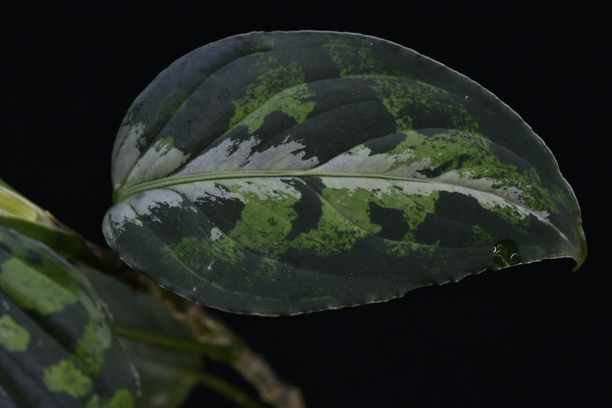 15. Aglaonema pictum Bengkulu Sumatra T-140523 Di belakang gunung アグラオネマ　ワイルド採集株　_画像3