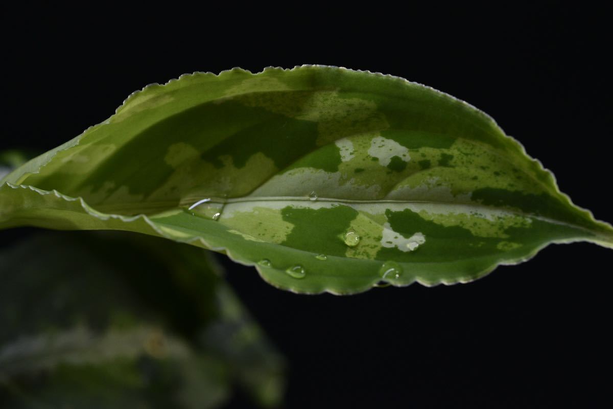 15. Aglaonema pictum Bengkulu Sumatra T-140523 Di belakang gunung アグラオネマ　ワイルド採集株　_画像5