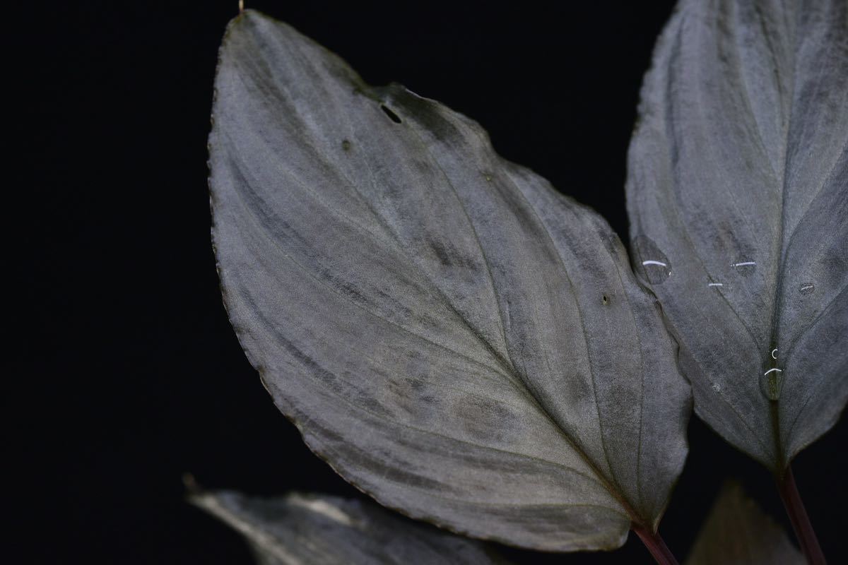 25. Homalomena sp. Bengkulu Sumatra T-140523 Di belakang gunung ワイルド採集株　ホマロメナ 未公開_画像5