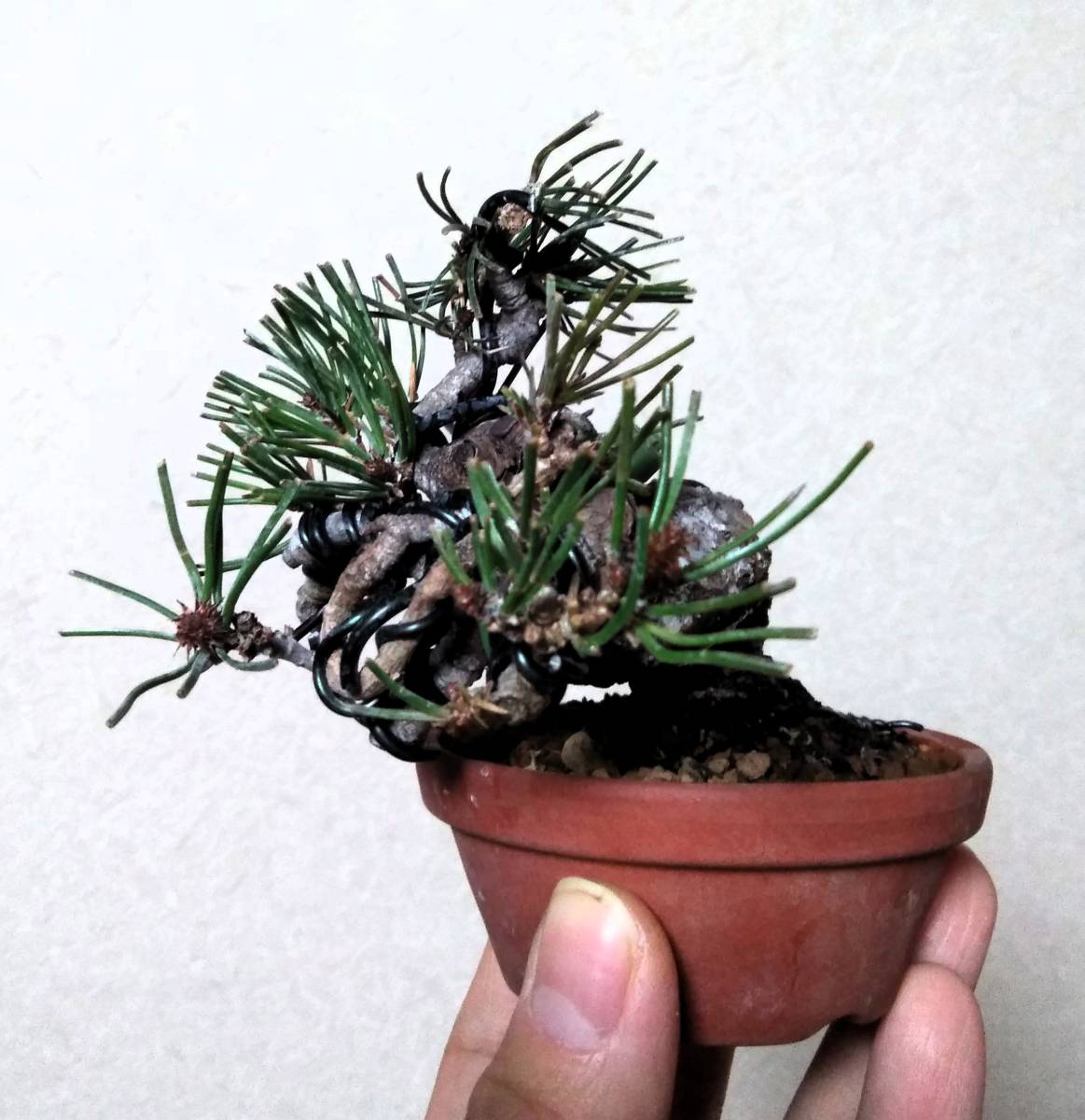 Yahoo!オークション - 新春SALE 赤松 ミニ盆栽 樹高8cm 極太捻転 Yahoo!オークション - 新春SALE 赤松 ミニ盆栽 樹高8cm 極太捻転