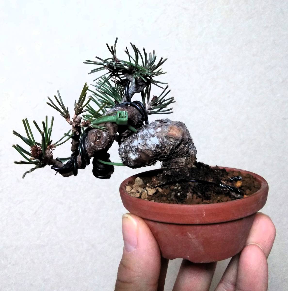 Yahoo!オークション - 新春SALE 赤松 ミニ盆栽 樹高8cm 極太捻転 Yahoo!オークション - 新春SALE 赤松 ミニ盆栽 樹高8cm 極太捻転