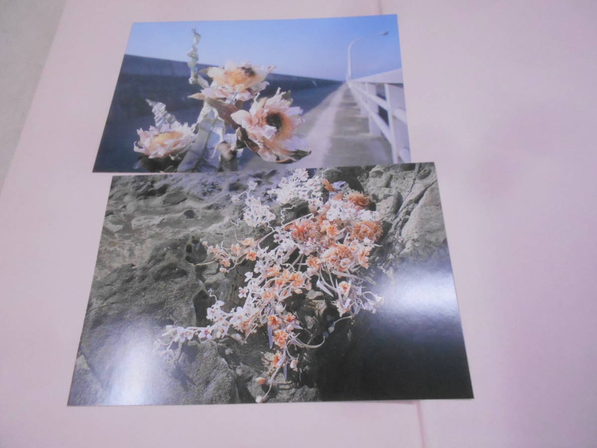 9D★／アンフォルメ・フラワー　　中谷敦子　　ポストカード２枚付き　アートフラワー　昭和59年_画像3