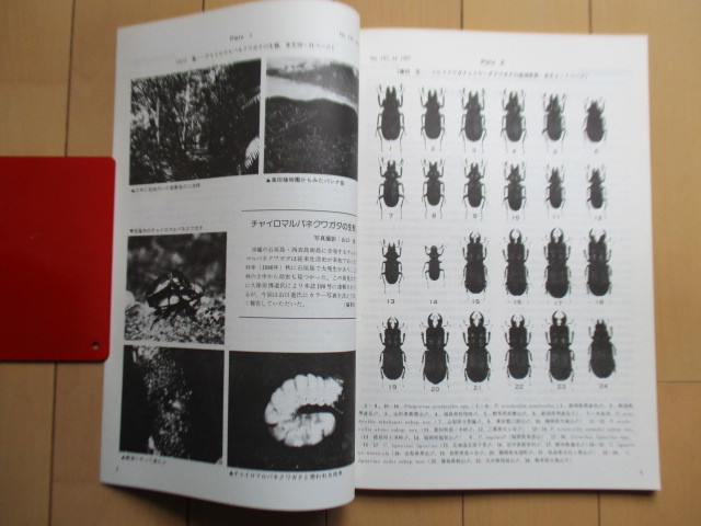 月刊むし　クワガタ特集号　197号　1987年7月号　/コルリクワガタ/ツヤハグクワガタ/ツヤクワガタ/アカマルバネクワガタ/オオクワガタ_画像4