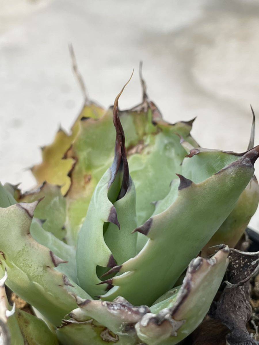 35 Agave potatorum Spawn アガベ　スポーン_画像9