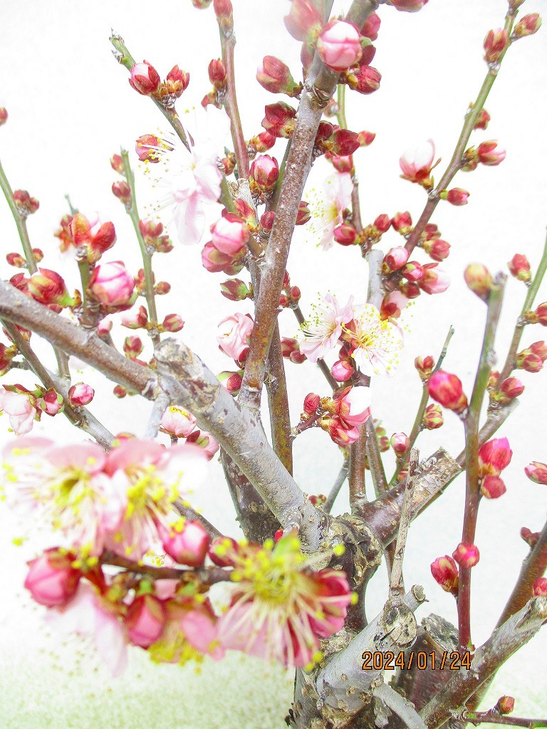 [讃岐屋緑兵衛]花梅　一重咲ピンク 紅冬至(011417青丸プラ鉢)全高：43㎝※同梱包は「まとめて取引」手続厳守※送料明記_画像4