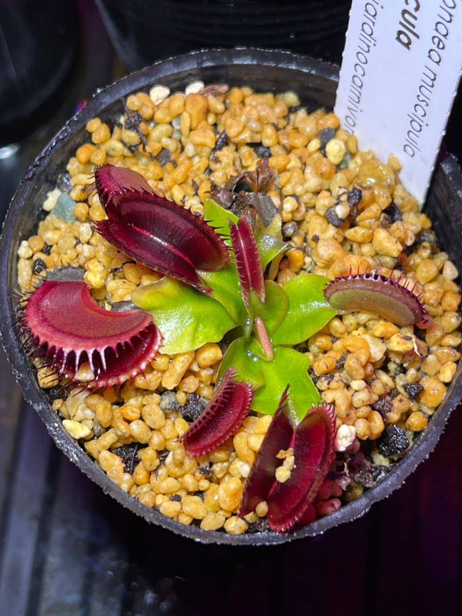 Dionaea muscipula Dracula GC ディオネアマスシプラ ドラキュラ ハエトリソウ ハエトリグサ 2号深 食虫植物 オリジナルラベル付き_画像2