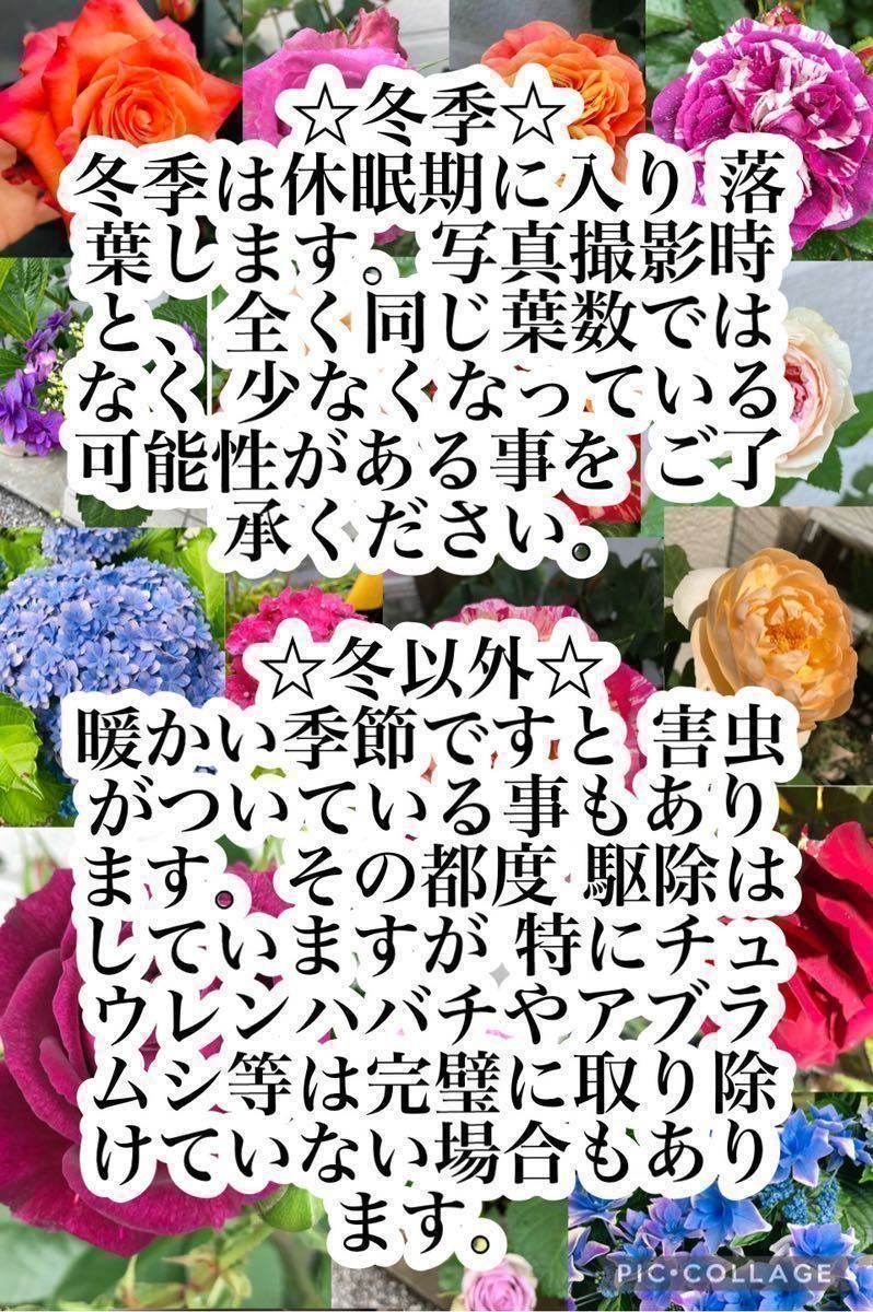 ●お庭整理●バラ苗 センティッドジュエル 第四種郵便 レア 希少 中輪 四季咲き 紫 パープル 強香 薔薇 入手困難 生産中止☆_画像9