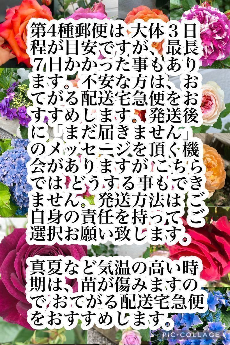 ●お庭整理●バラ苗 センティッドジュエル 第四種郵便 レア 希少 中輪 四季咲き 紫 パープル 強香 薔薇 入手困難 生産中止☆_画像10