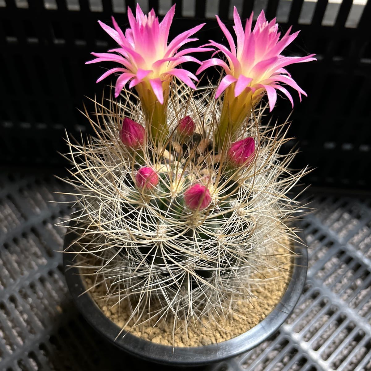 白翁玉　実生　ネオポルテリア　サボテン　多肉植物_画像1