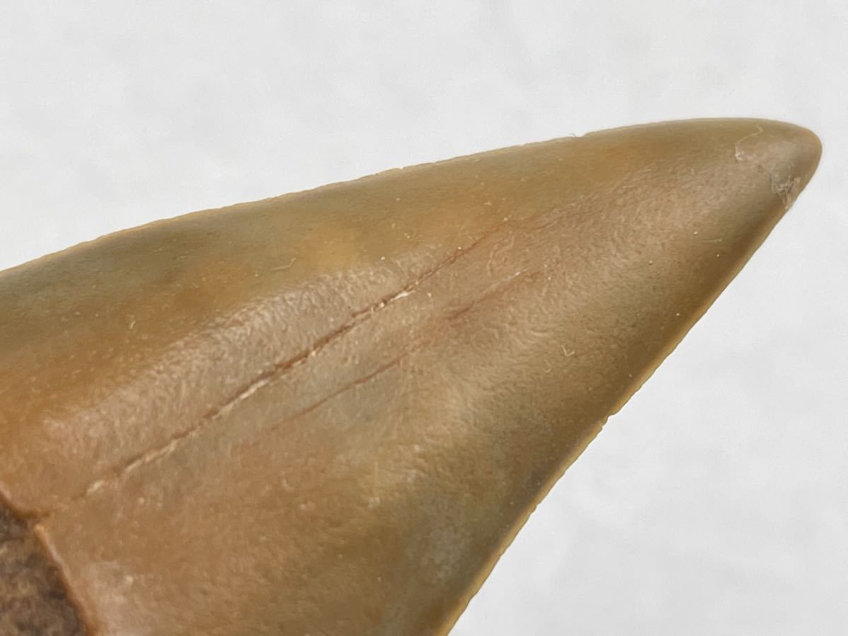 サメの歯化石　Isurus hastalis USA_画像3