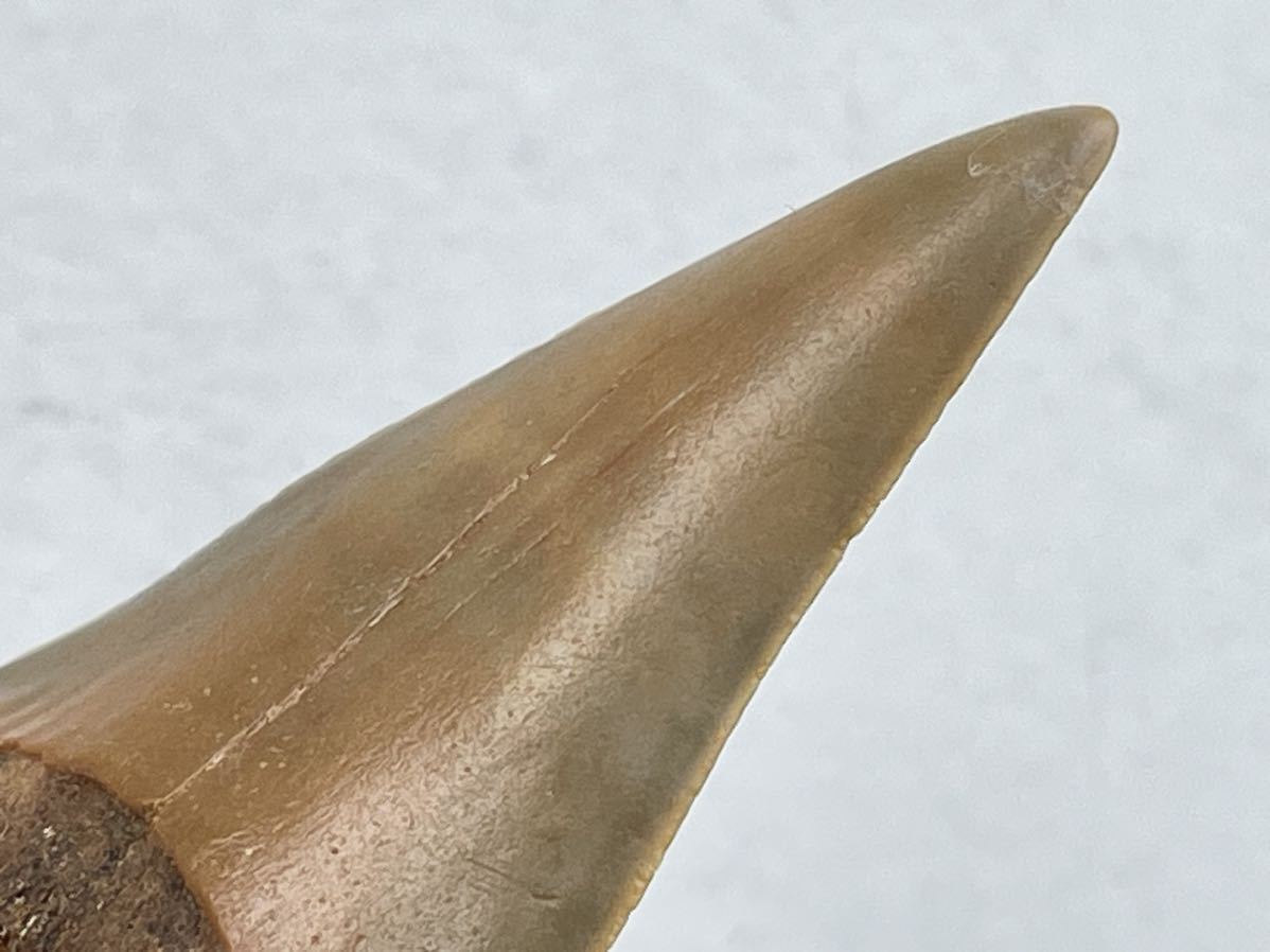 サメの歯化石　Isurus hastalis USA_画像4