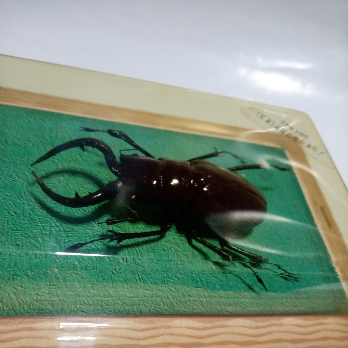  handmade. real insect world oo stag beetle / Prosopocoilus inclinatus 