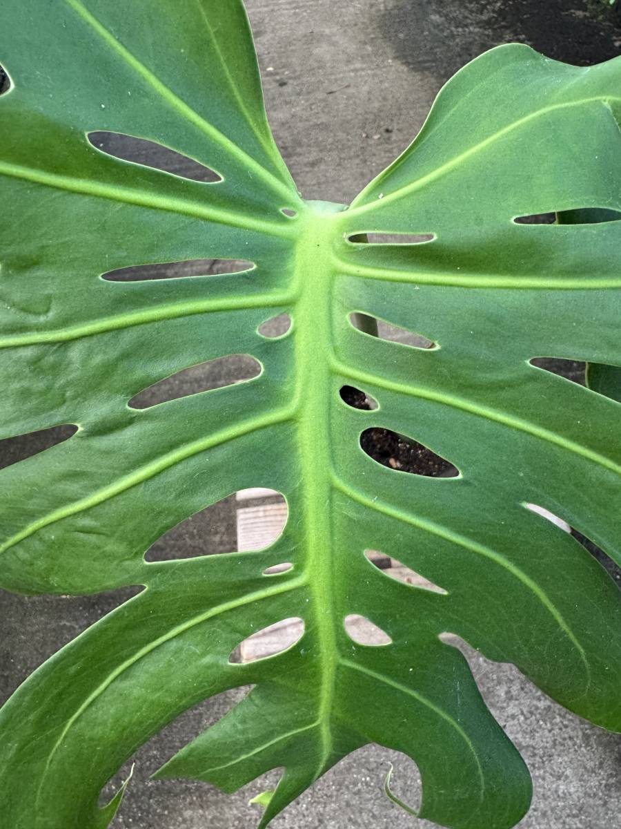 モンステラ・デリシオサ・マクロコズム　★　Monstera Deliciosa ' Macrocosm '_画像5