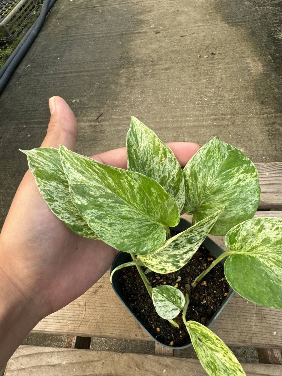 エピプレナム・ピナツム・マーブル斑　★ Epipremnum Pinnatum ' Marble-Variegata '_画像3