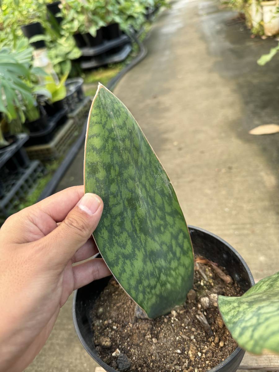 サンスベリア・グランディス　★　Sansevieria Grandis_画像6