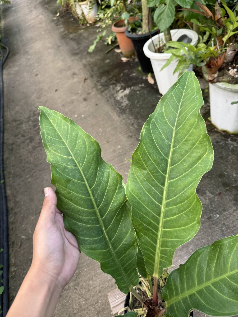 アンスリウム・ジャングルブッシュ・斑入　★　Anthurium Jungle-Bush variegata_画像3