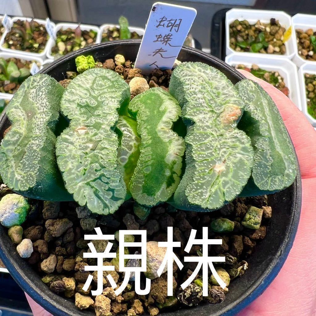 多肉植物 ハオルチア 玉扇 蝶々夫人 葉挿し苗 5cm鉢 の商品詳細 多肉植物 ハオルチア 玉扇 蝶々夫人 葉挿し苗 5cm鉢 の商品詳細