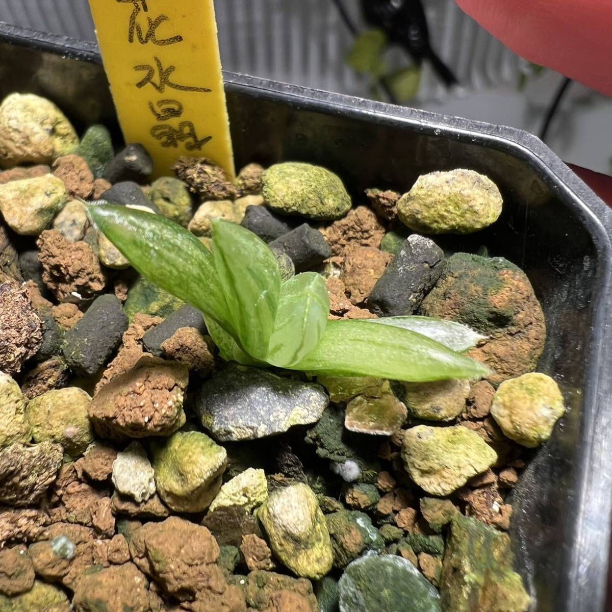 多肉植物 ハオルチア 花水晶実生未繁殖オブツーサ錦 令和3年種まき 6苗 7cm鉢_画像5