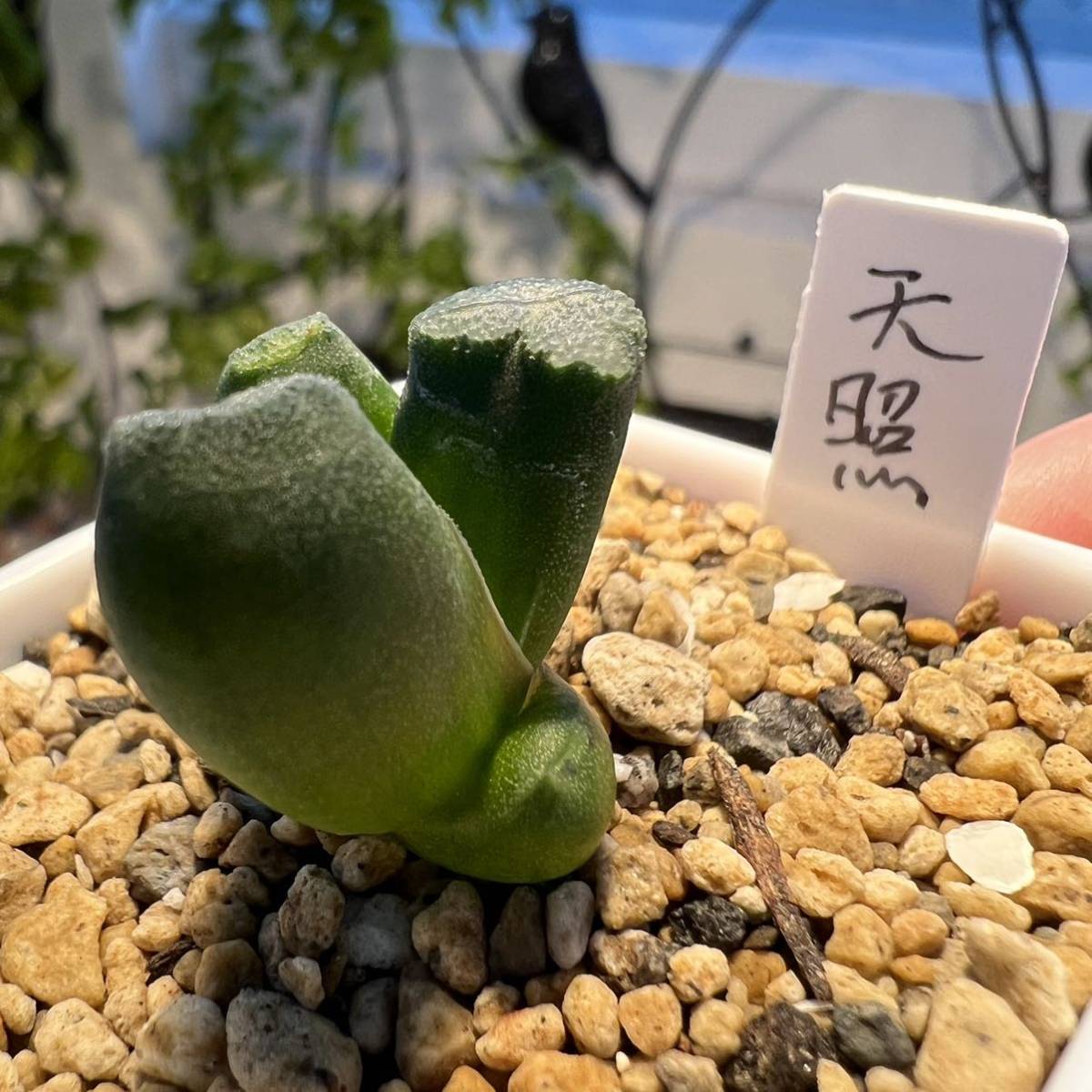 多肉植物 ハオルチア 万象 天照 葉挿し苗 5cm鉢_画像5