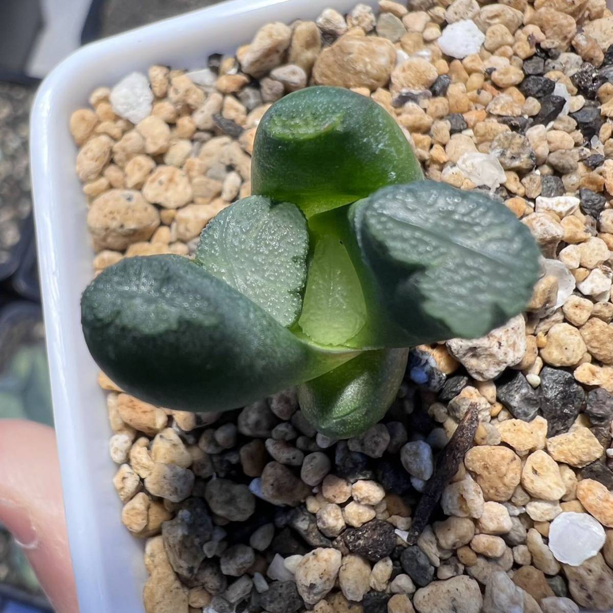 多肉植物 ハオルチア 万象 天照 葉挿し苗 5cm鉢_画像4