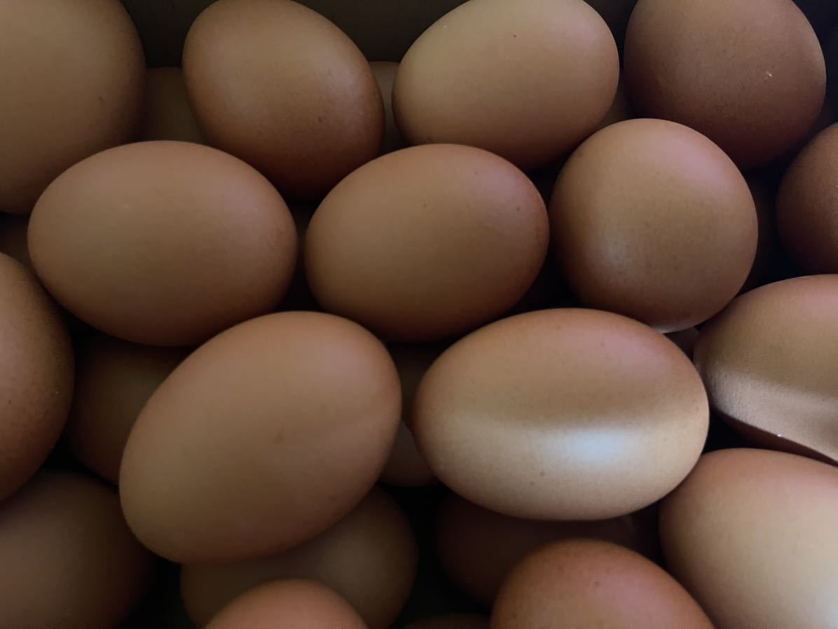 ボリスブラウン　有精卵２３個　食用　有精卵　種卵　卵　ボリスブラウン　ニワトリ　鶏_画像10