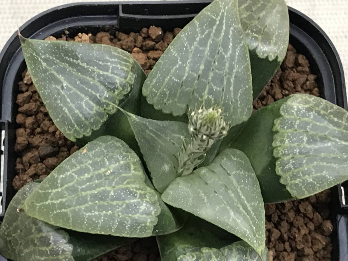 多肉植物 ハオルシア 水晶コンプト101×裏般若 _画像2