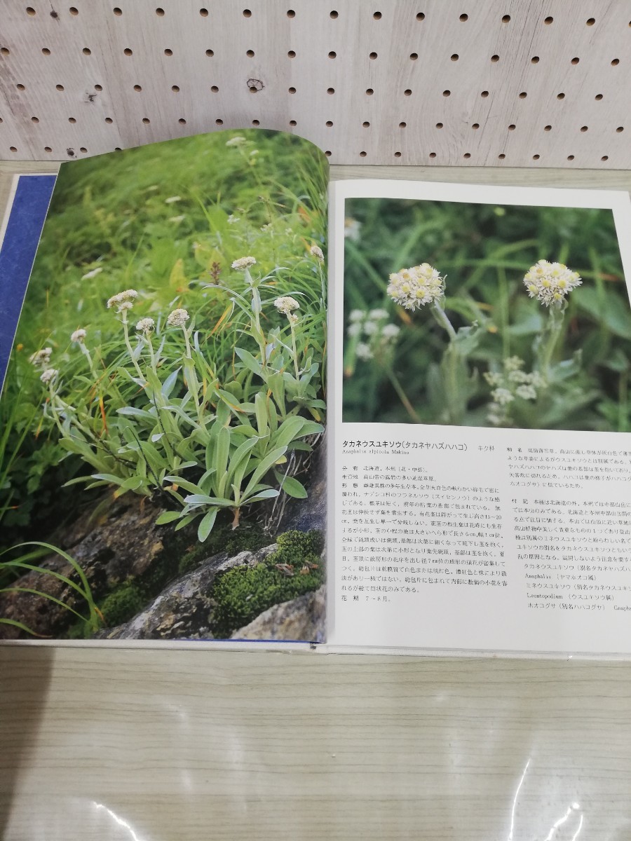 1-▼ 早池峰の植物 昭和58年2月1日 発行 1983年 大迫町立山岳博物館 岩手県 大迫町 早池峰山 函あり 奥山春季 監修 限定2000部_画像8