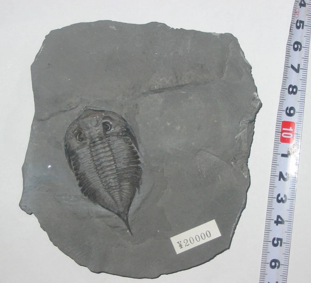 三葉虫　/Trilobites/　 ダルマニテス リムルルス.　Dalmanites Limulurus /現地:　New York U.S.A/時代:シルル紀/(B4三葉虫2)_画像4