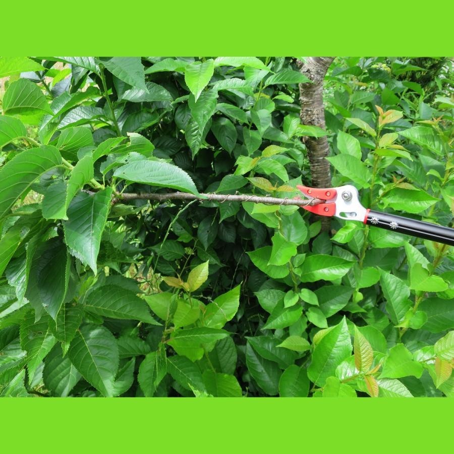  pruning at high place basami the longest 92~142cm pruning . pruning scissors branch .. scissors height branch cut . pruning at high place . height branch .. tongs super light weight light weight flexible . easy garden tree 