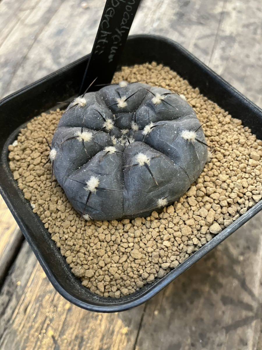 サボテン Gymnocalycium berchtii ギムノカリキウム　ベルクティー サボテン_画像1