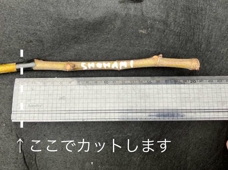 イチジク 穂木 SHOHAMI 緑肌赤肉の美しいイスラエルの品種 さし穂 fig cuttings_画像1