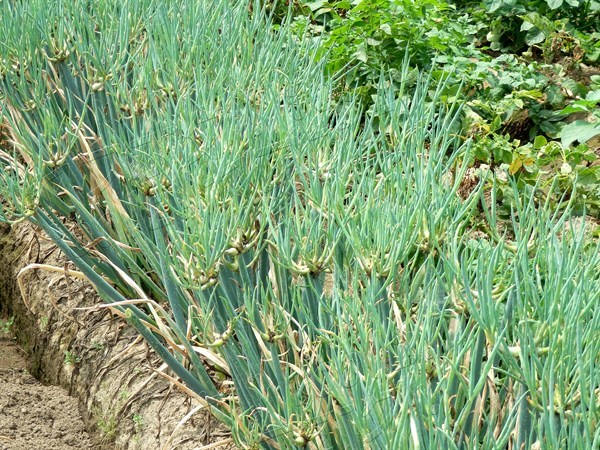 ◆苗10本～20本◆無限 櫓ねぎ 即決がお得！　ネギ 株 種子 二階 三階 葱 灯台 やぐらねぎ ヤグラネギ　ふかや産_更に当日支払いで、約20％増量