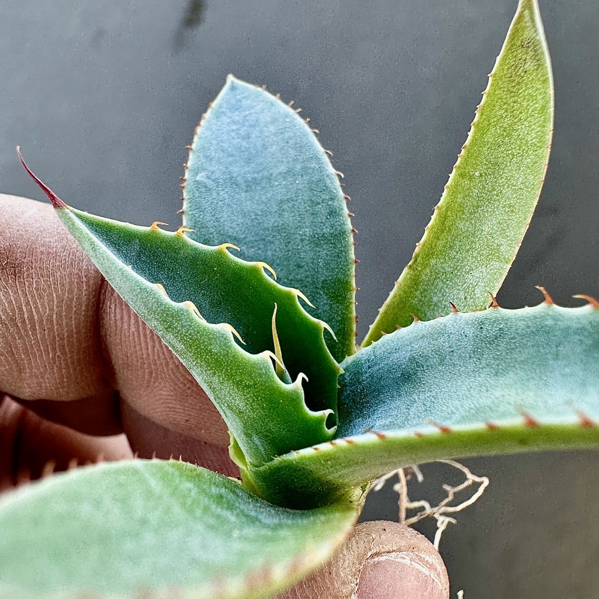 B30-6 新種 先発 agave ovatifolia killer watermelon 株を厳選 極上子株2株_画像9