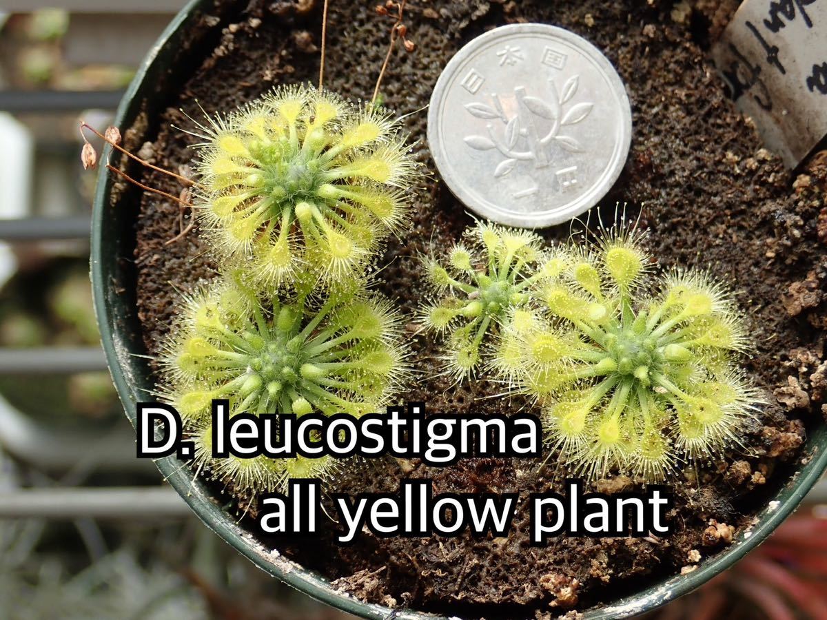 ■食虫植物/モウセンゴケ/ピグミードロセラ D.leucostigma all yellow formのムカゴ_画像1