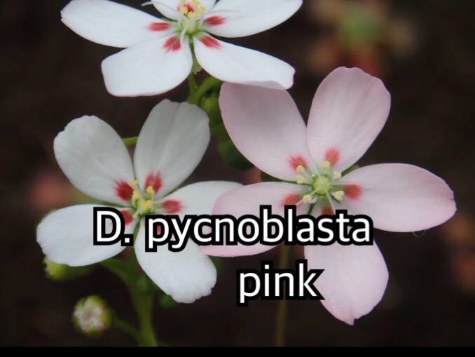 ■食虫植物/モウセンゴケ/ピグミードロセラ D.pycnoblasta pink のムカゴ_画像1