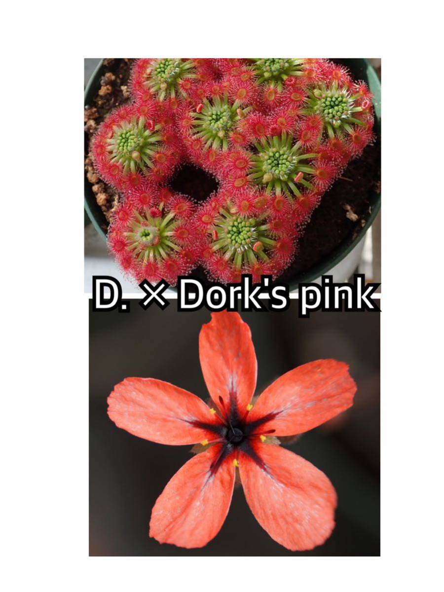 ■食虫植物/モウセンゴケ/ピグミードロセラ D.'Dork's pink'のムカゴ_画像1