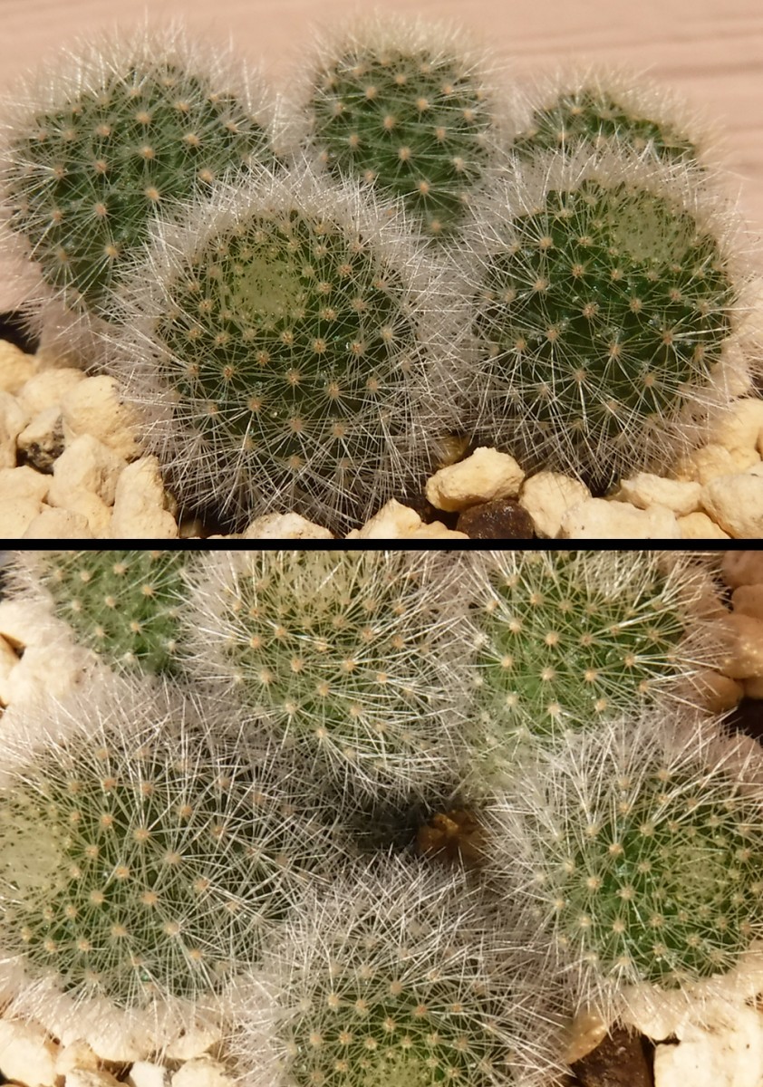 【種子を出品】◆　レブチア ホフマニー WR521a Rebutia hoffmannii 10粒/サボテン/柔らかい刺_幼苗のイメージです