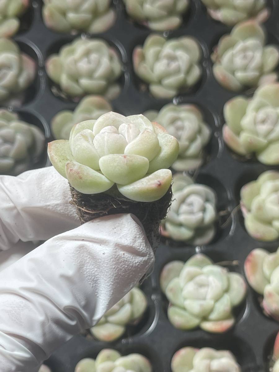 105株 L603-3 多肉植物 エケベリア氷玉 超美苗 サボテン 観葉植物 花 園芸　レ ア種 土と根付きで_画像3