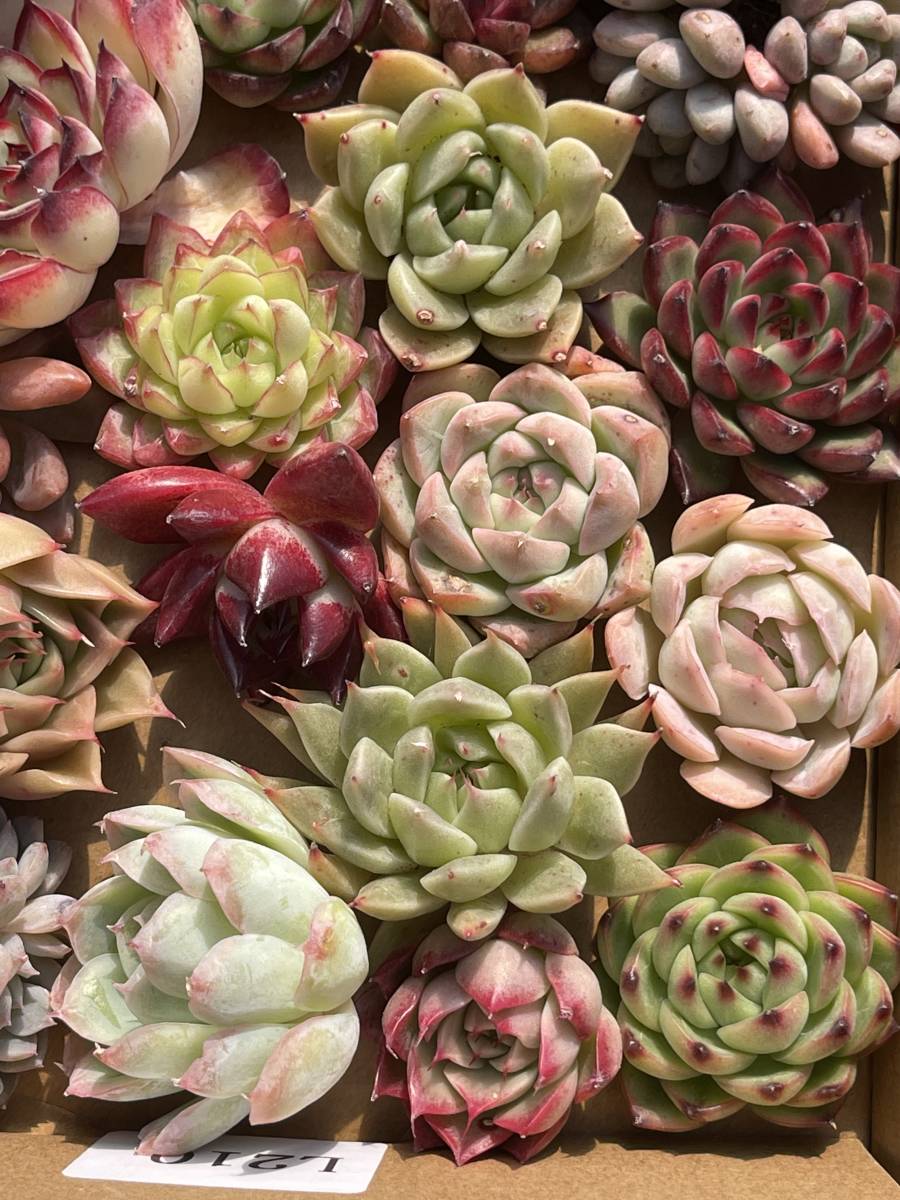 74株　L209+L210　多肉植物 エケベリア属　Echeveria DC 　ベンケイソウ科　交雑種類　超美苗 サ ボテン 観葉植物 花 レア種 74株セット_画像8