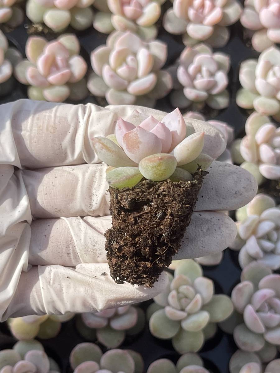 105株　L655-7多肉植物 エケベリア ブラッドオレンジ　　超美苗 サボテン 観葉植物 花 園芸　レア種 土と根付きで_画像2